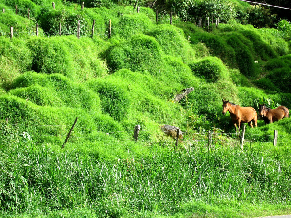 Two horses in lush Volcan pasture