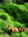 Two horses in Volcan