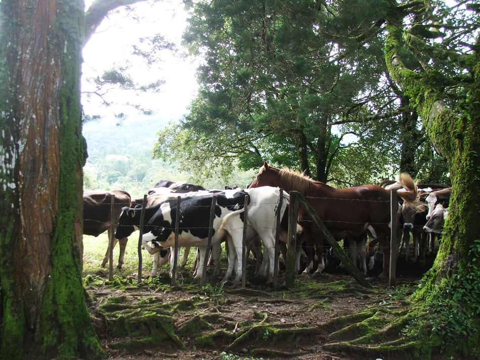 A horse and cattle in woodland in Paso Ancho.