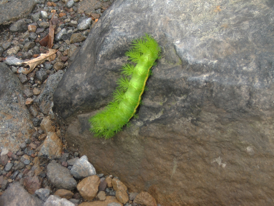 A fluorescent green caterpillar crossing a Volcan footpath.