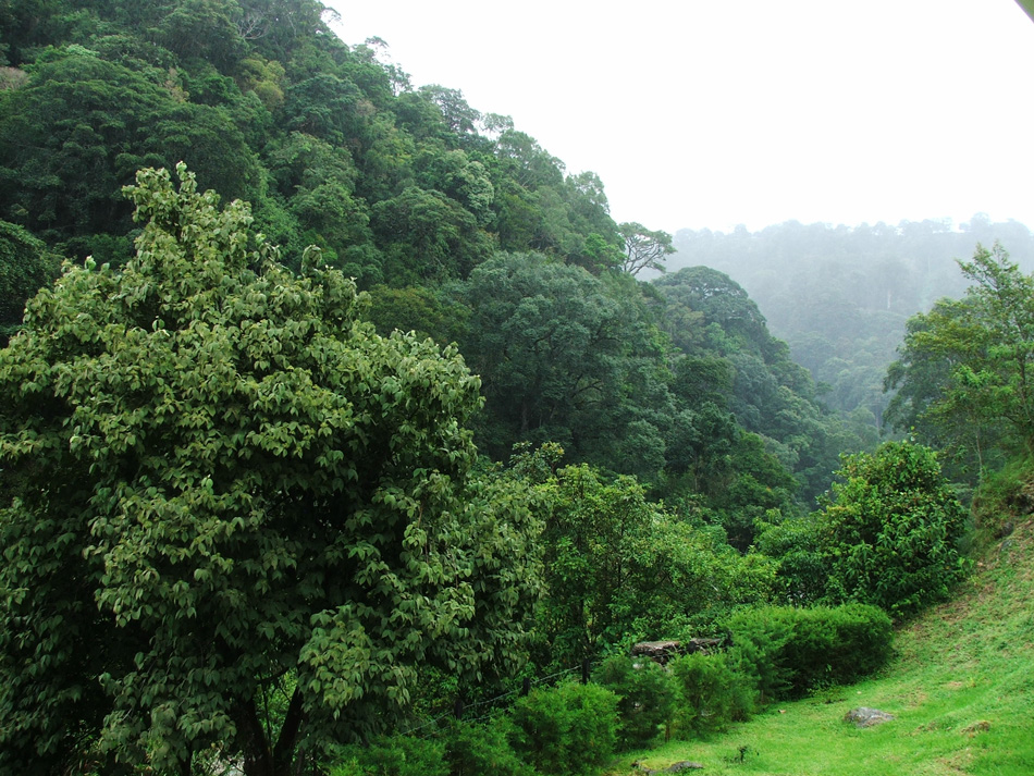 Cloud rainforest in Paso Ancho.