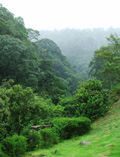Picture Of The Day: Cloud rainforest in Paso Ancho.